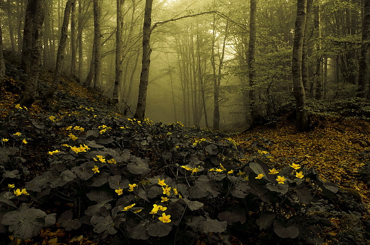 желтые лепестковые цветы, природа, лес, туман, глухой лес, цветы, коричневый, HD обои