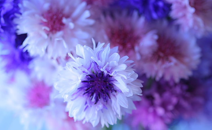 Fiordaliso Bouquet, fiordalisi bianchi e rosa, natura, fiori, macro, bouquet, fiordaliso, Sfondo HD