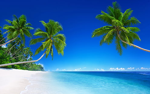 palms, island, clean ocean, beach, Nature, HD wallpaper HD wallpaper