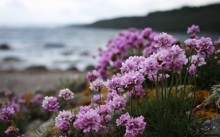 fotografia de close-up roxo pétala flor, natureza, paisagem, flores, HD papel de parede