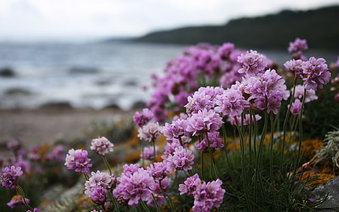 close-up photography purple petaled flower, nature, landscape, flowers, HD wallpaper HD wallpaper
