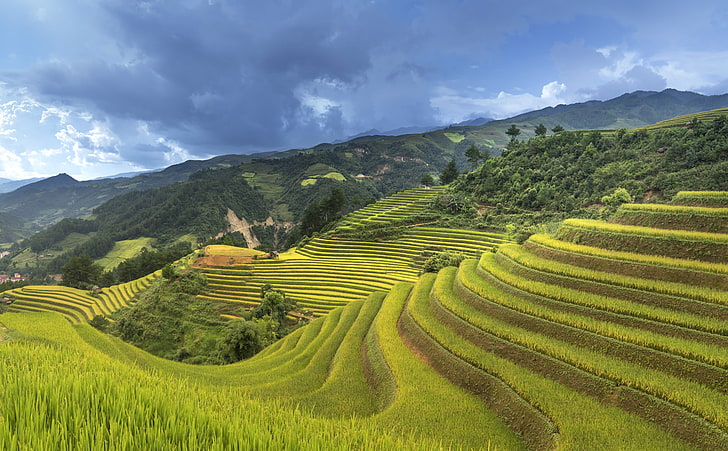 terraços de arroz, montanhas, declive, Vietnã, arroz, HD papel de parede