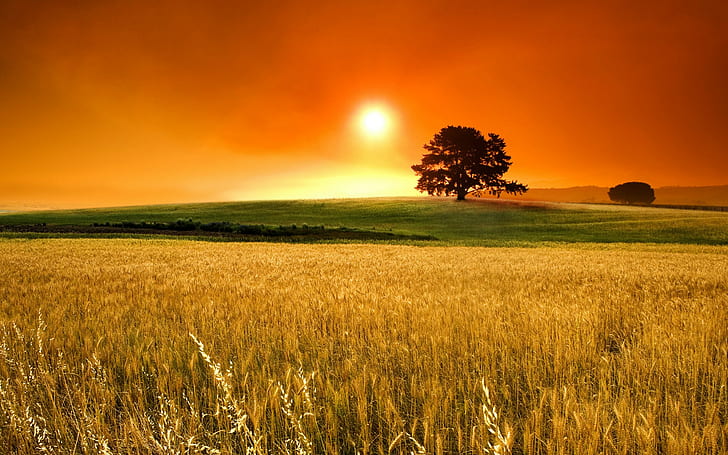 paysage, blé, champ, grain, arbres, correction des couleurs, Fond d'écran HD