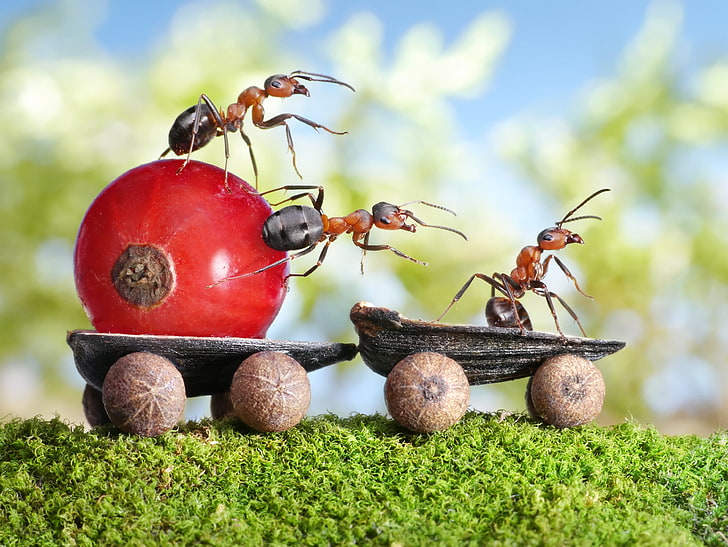 животные, муравьи, ягода, крупным планом, смородина, HD обои