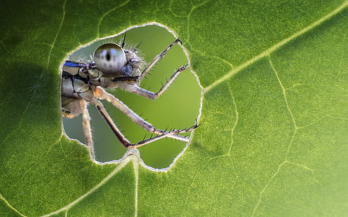 Insekten, Libelle, HD-Hintergrundbild HD wallpaper