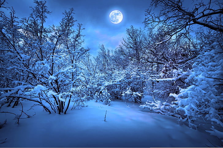 заснежена гора дигитален тапет, зима, сняг, дървета, дърво, Нова година, природа, коледно дърво, весела Коледа, вълшебна коледна нощ, HD тапет