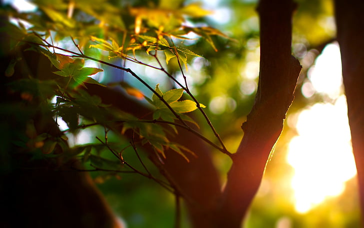 ramo, foresta, foglie, arto, natura, piante, luce del sole, alba, tramonto, alberi, Sfondo HD