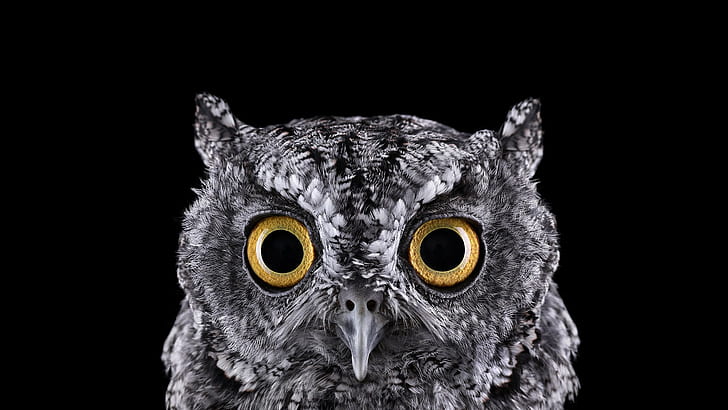 nature, owl, photography, birds, selective coloring, animals, black background, eyes, simple background, macro, HD wallpaper