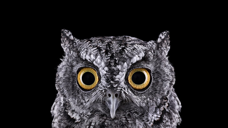 grey owl, selective focus photograph of owl face, photography, animals, birds, owl, simple background, nature, selective coloring, black background, eyes, macro, HD wallpaper
