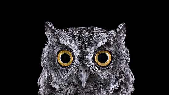 grey owl, selective focus photograph of owl face, photography, animals, birds, owl, simple background, nature, selective coloring, black background, eyes, macro, HD wallpaper HD wallpaper
