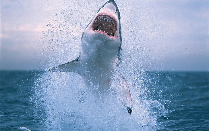 Great White Shark, white and black shark, Animals, Shark, HD wallpaper