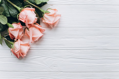 flowers, pink, Roses, buds, wooden background, HD wallpaper HD wallpaper