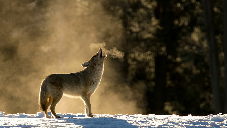 lobo aullando, aullando, lobo, invierno, nieve, aliento, frío, animal salvaje, vida silvestre, desierto, Fondo de pantalla HD