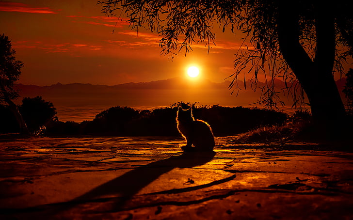 Kucing, Matahari Terbenam, Siluet, 4K, Wallpaper HD