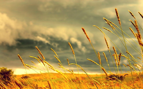 حقل عشب بني ، تصوير بؤري انتقائي للأوراق البنية ، قمح ، ماكرو ، عمق الحقل ، الحقل ، النباتات، خلفية HD HD wallpaper