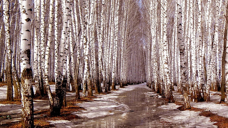 birch forest, autumn, forest, path, trees, birch, birch tree, nature, HD wallpaper