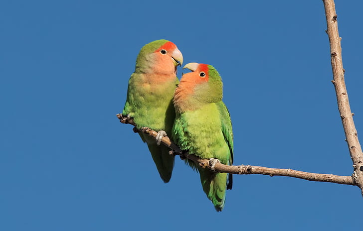 pássaros, par, papagaios, periquito de bochechas rosadas, HD papel de parede