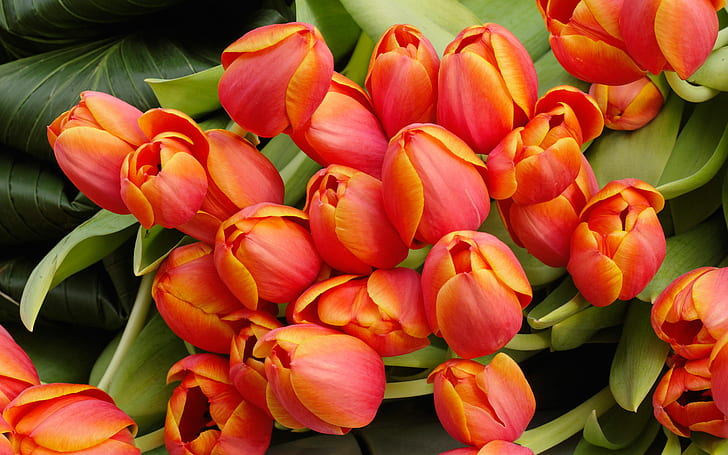 Arrangement de fleurs de tulipe HD, fleurs, tulipe, arrangement, Fond d'écran HD