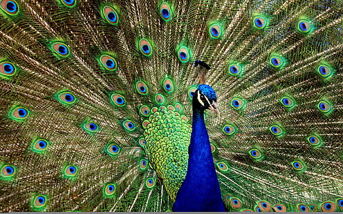 파란과 녹색 공작, 새, 공작, 아름다운, HD 배경 화면 HD wallpaper