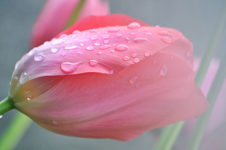 pink flower, spring, flowers, rain, tulips, fresh, Daisy, HD wallpaper