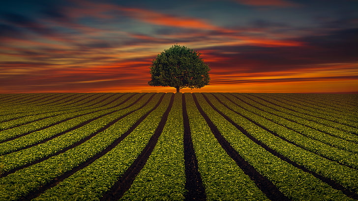 landscape, lanes, lines, evening, sunlight, lonely tree, agriculture, afterglow, rural area, field, horizon, red sky, crop, lone tree, dusk, tree, sky, HD wallpaper