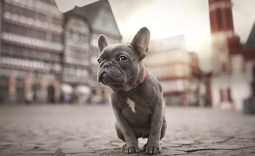 Französische Bulldogge, erwachsene graue und weiße französische Bulldogge, Tiere, Haustiere, Hund, niedliche, französische Bulldogge, HD-Hintergrundbild HD wallpaper