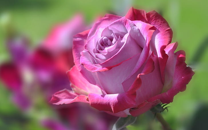Bunga merah muda, kelopak, mawar, Merah Muda, Bunga, Kelopak, Mawar, Wallpaper HD