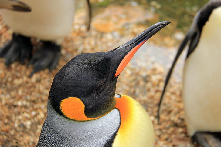 close-up photography of black and gray Penguin, bourton, bourton, Birdland, Bourton on the Water, close-up photography, black and gray, Penguin, Water  Village, Gloucestershire, County, Cotswolds, Great Britain, GB, England, UK, United Kingdom, Picturesque, Digital, DSLR  Camera, Canon EOS 550D, Photograph, Photography, Image, Photo, Picture, Snap  Shot, Female, Photographer, Pretty, Holiday, nature, bird, wildlife, antarctica, animal, sea, colony, HD wallpaper