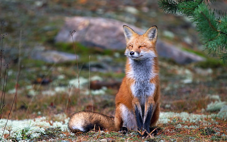 brown fox, fox, nature, animals, smiling, HD wallpaper