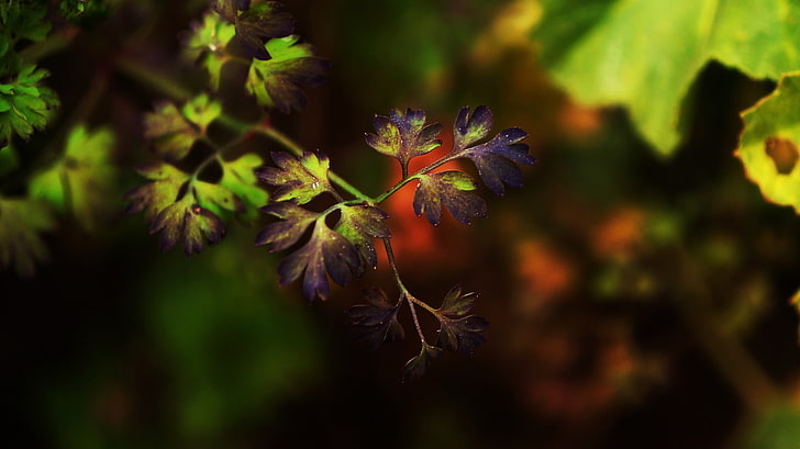photography, macro, depth of field, leaves, purple, HD wallpaper