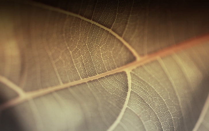 brown leaf, leaf, line, surface, plant, HD wallpaper