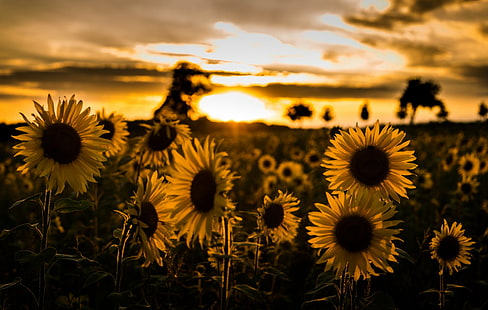 الزهور ، عباد الشمس ، الحقل ، الزهور ، الطبيعة ، الصيف ، الشمس ، الغروب ، الزهرة الصفراء، خلفية HD HD wallpaper