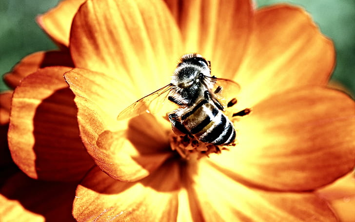 Amazing Macrolife, black and white bee on yellow petal flower, bees, animals, HD wallpaper