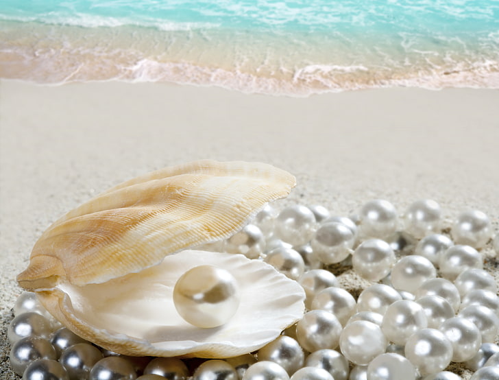 white seashell, sand, sea, beach, shell, shore, seashell, pearl, perl, HD wallpaper