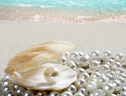 white seashell, sand, sea, beach, shell, shore, seashell, pearl, perl, HD wallpaper HD wallpaper