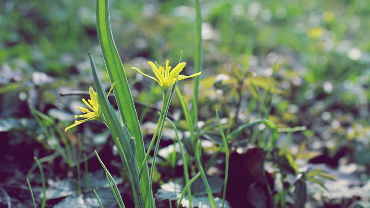 gelbe blühende Pflanze, Blume, Blätter, Frühling, Wärme, Blütenblätter, Gelb, Abschluss oben, HD-Hintergrundbild
