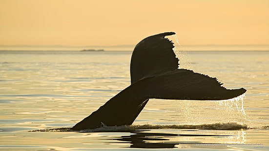 Горбатый кит, Аллея айсбергов, Ньюфаундленд и Лабрадор, Ocean Life, HD обои HD wallpaper