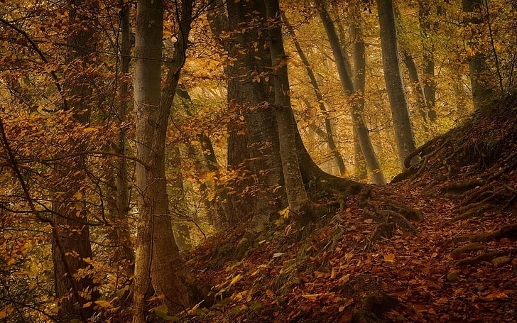 Caída, bosque, colina, paisaje, hojas, naturaleza, camino, raíces, árboles, Fondo de pantalla HD