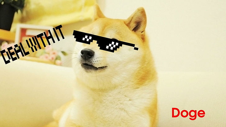 doge, drôle, chien, lunettes de soleil, lunettes de soleil, salle, Fond d'écran HD