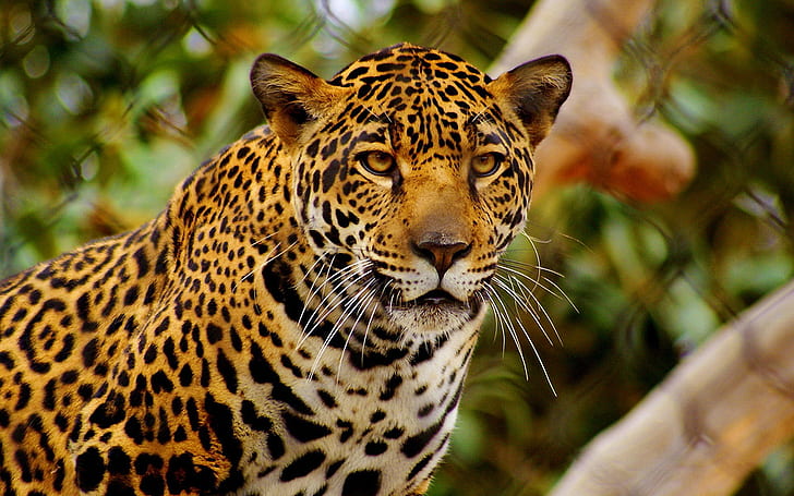 Jaguar en el zoológico, Jaguar, zoológico, Fondo de pantalla HD