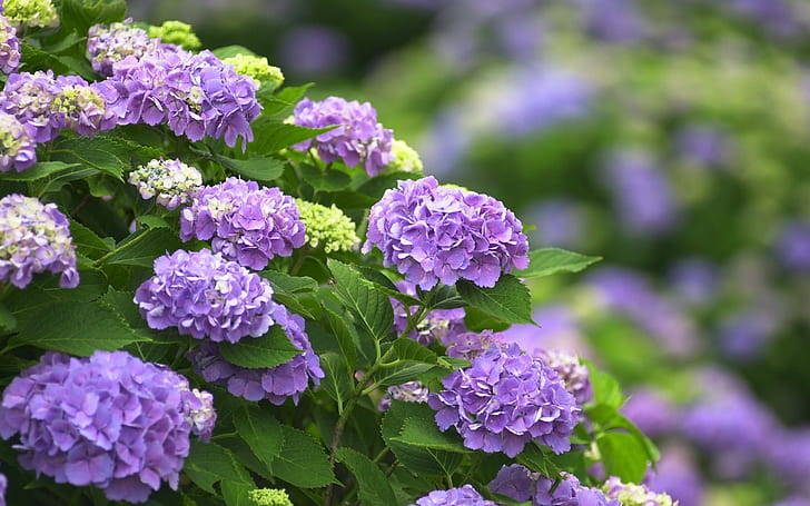 Fleurs violettes, hortensia, Violet, Fleurs, Hortensia, Fond d'écran HD