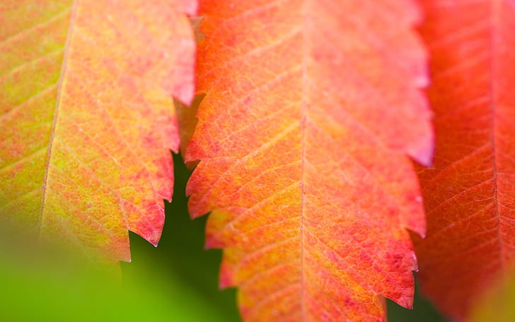 Close-up daun merah, Merah, Daun, Wallpaper HD