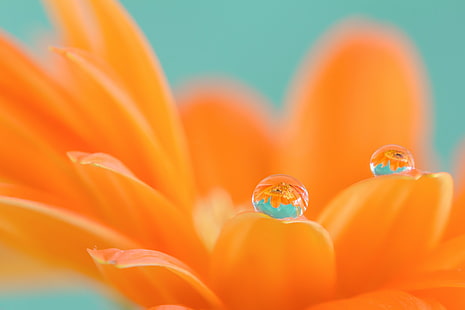 Fleur de Marguerite orange en fleur avec goutte de rosée, gerbera, gerbera, nature, fleur, plante, pétale, close-up, Fond d'écran HD HD wallpaper