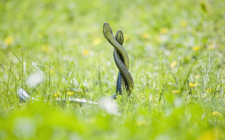 two green snakes on grass, snake, animals, reptiles, HD wallpaper