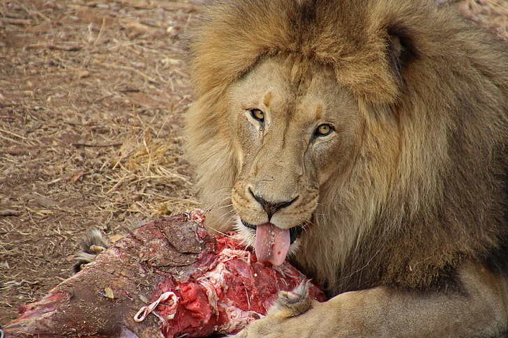 zwierzę, jeść, głodny, lizać, lew, mięso, język, dzikie, dzikie zwierzę, Tapety HD