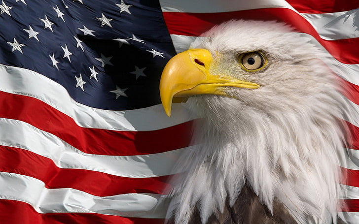 Amerikansk flagga och Bald Eagle Symbol of America Bild Hd Bakgrund för mobiltelefoner Tablet och Pc 3840 × 2400, HD tapet
