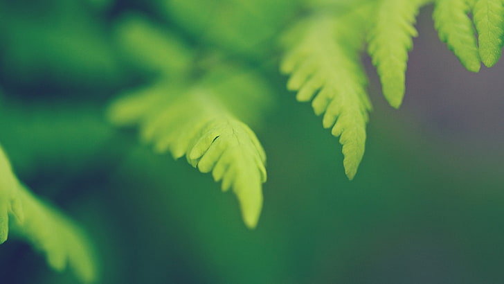 ใบไม้สีเขียวใบไม้พืช, วอลล์เปเปอร์ HD