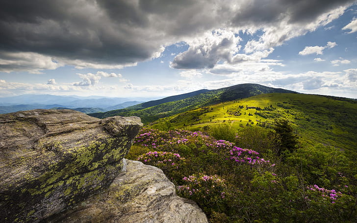 Appalachian Trail Roan Zirveleri Ormangülü Çiçek Roan Dağ Doğa Manzara Duvar Kağıdı Hd 1920 × 1200, HD masaüstü duvar kağıdı