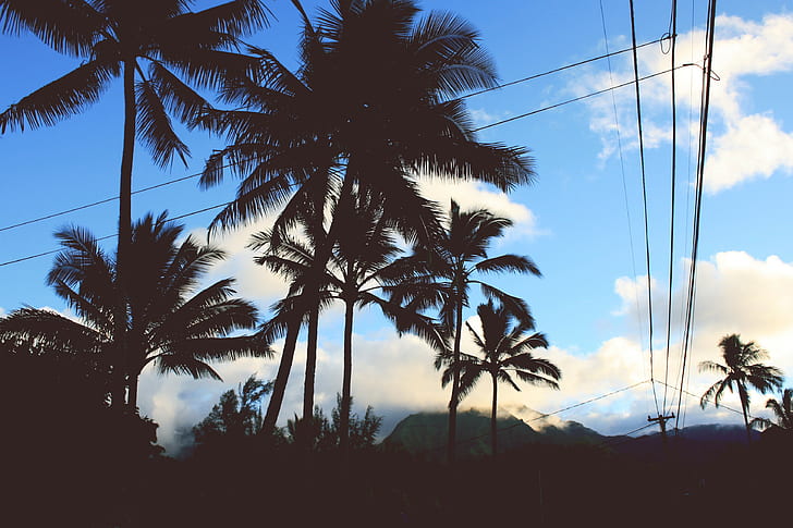 nature, palmiers, montagnes, ciel, nuages, Fond d'écran HD