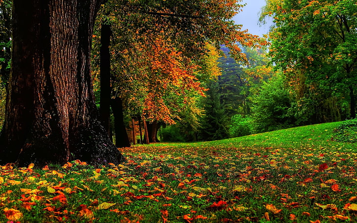 кленовые листья, природа, осень, пейзаж, деревья, HD обои